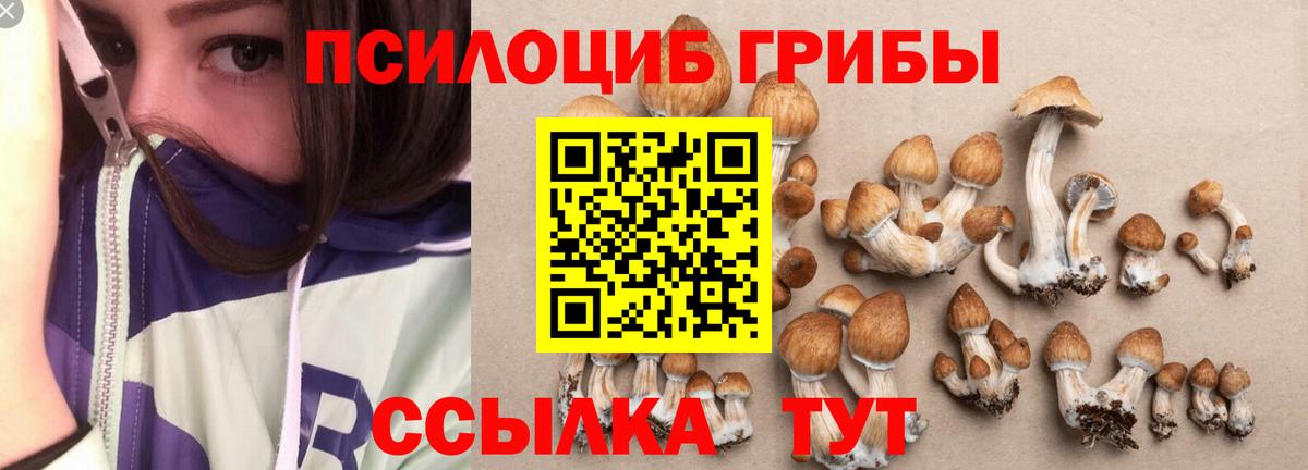 Галлюциногенные грибы Cubensis  Вход с VPN  Лесной 